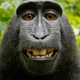 Monkey selfie